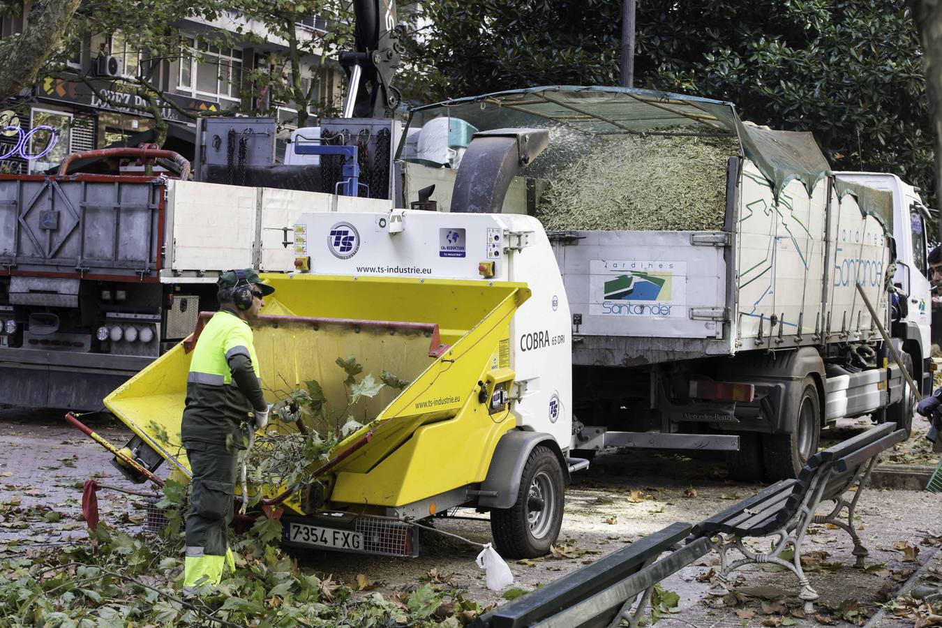 Fotos: Poda de árboles en Santander