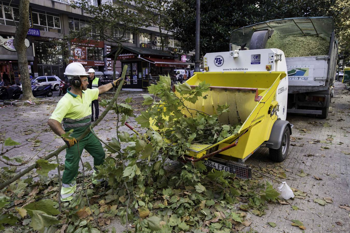 Fotos: Poda de árboles en Santander
