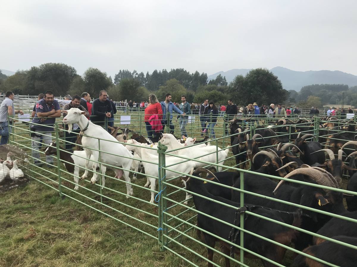 Fotos: La XXX Feria de Año en Guriezo