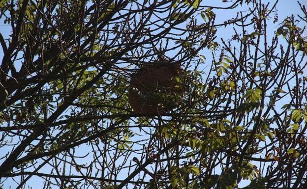 El fresno con el nido de avispa asiática en la localidad de Piasca. 