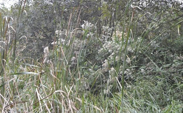 La chilca es una especie exótica arbustiva que destaca por su flor blanca. 