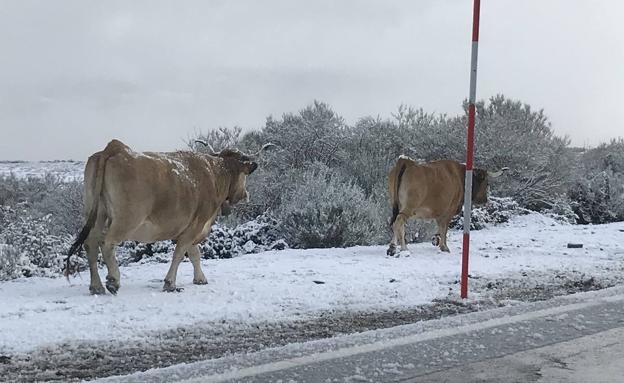 La nieve obliga a usar cadenas en dos puertos de Cantabria