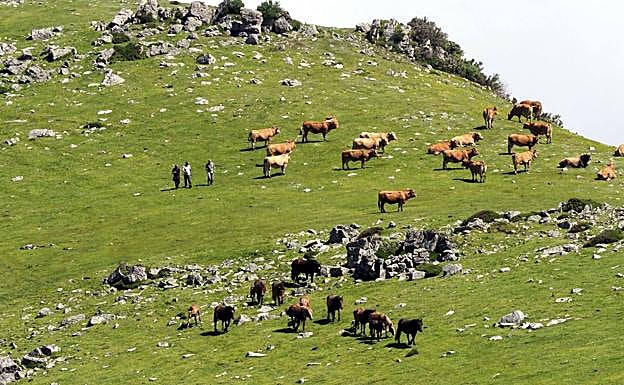 El Gobierno indemnizará a los ganaderos que no puedan llevar sus reses a los pastos comunales