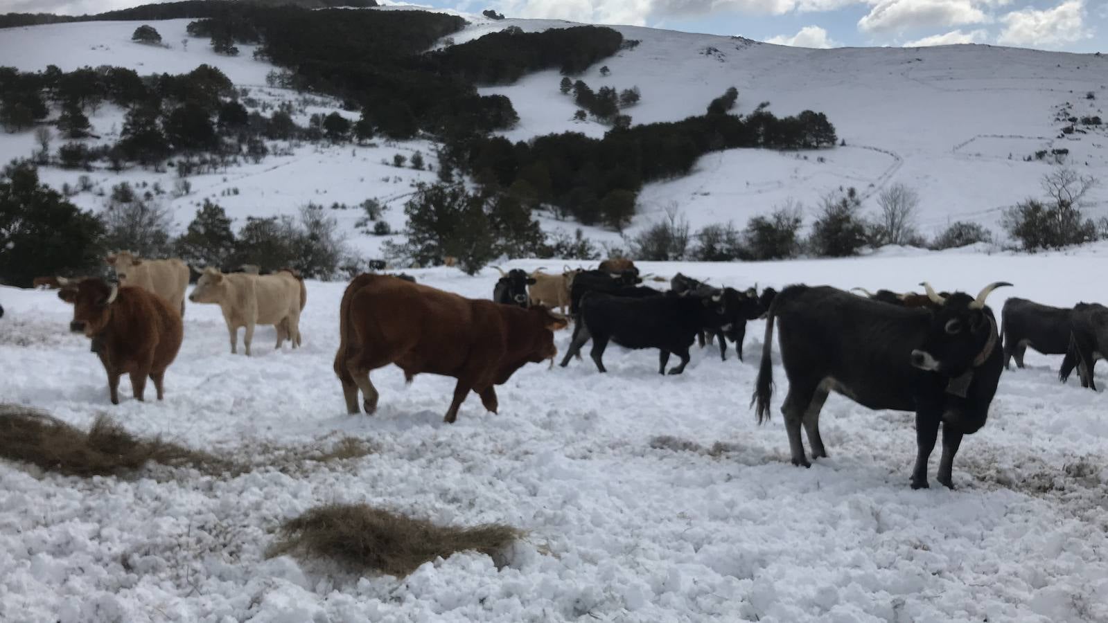 Las nevadas del fin de semana dejan impresionantes imágenes de pueblos teñidos de blanco en el sur de Cantabria. Desde Arroyo a Bustasur, un recorrido por estos paisajes de un invierno adelantado