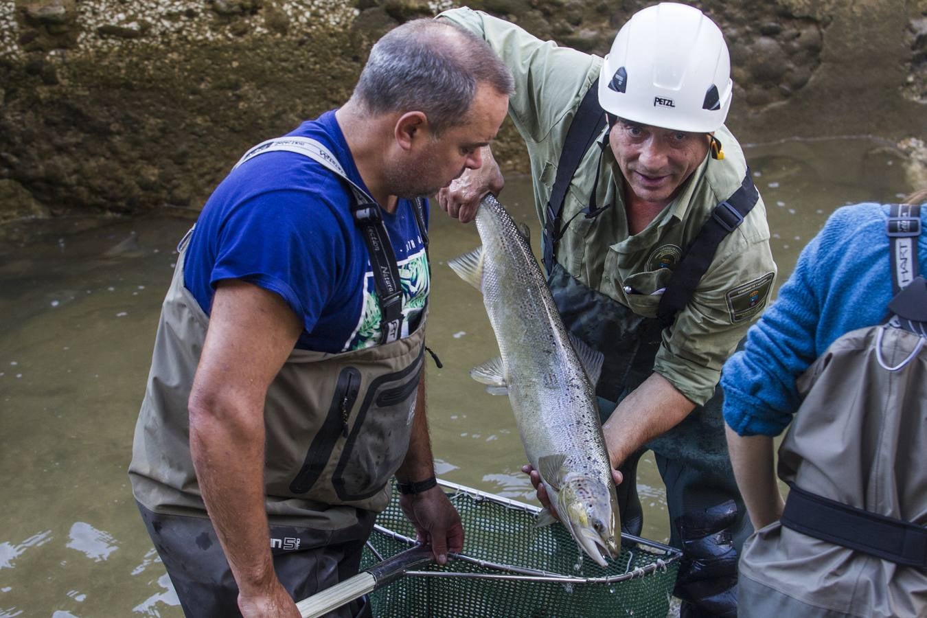 Fotos: Los salmones vuelven a casa