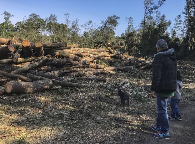 Un hombre y un niño contemplan la tala de árboles el pasado febrero de 2017. :: dm