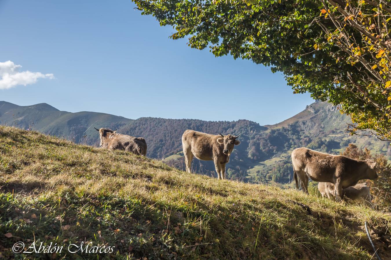 Fotos: Ruta Cucayo-Los Llares- Ladera del Pumar- Cucayo