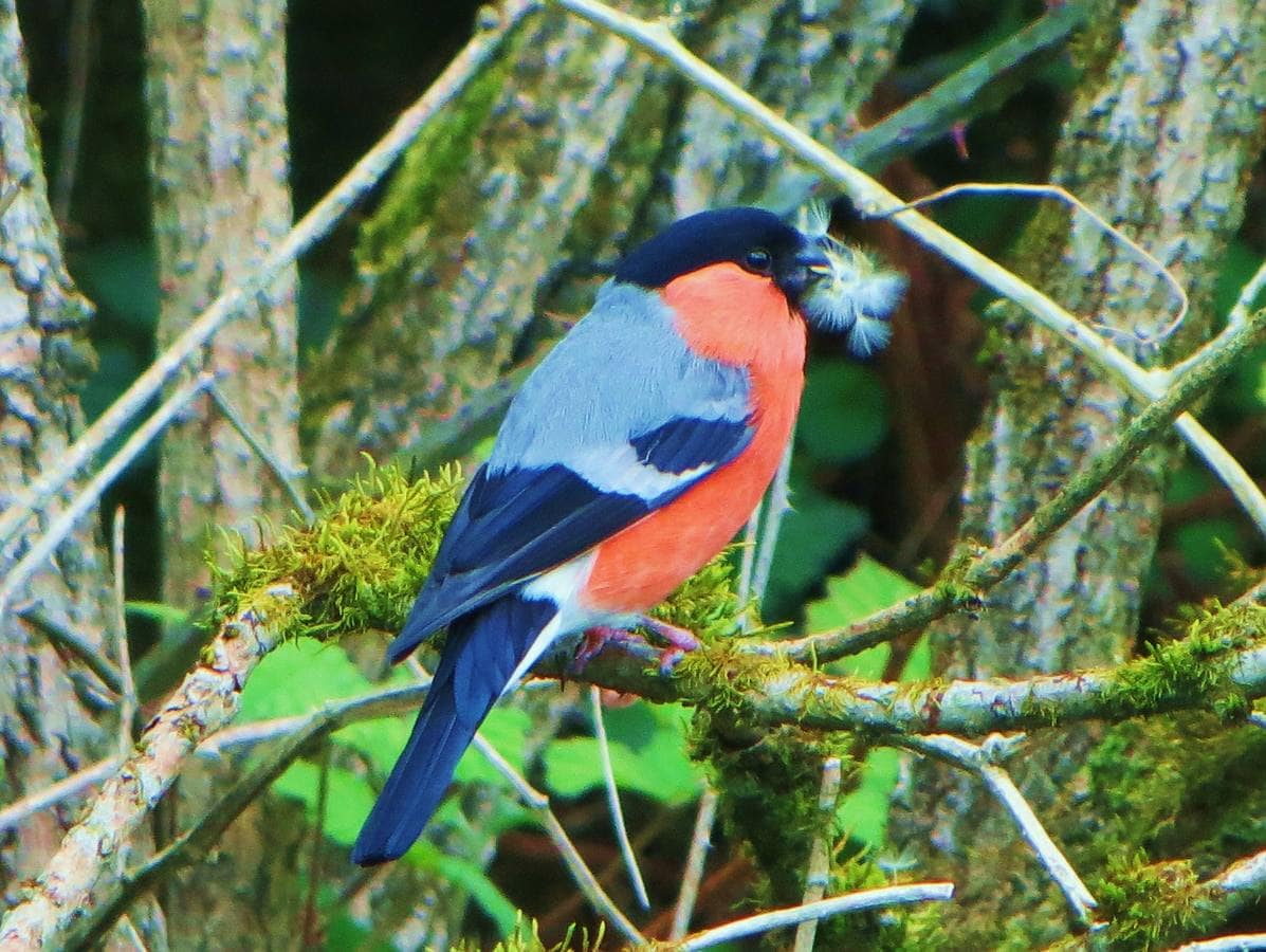 Camachuelo común.