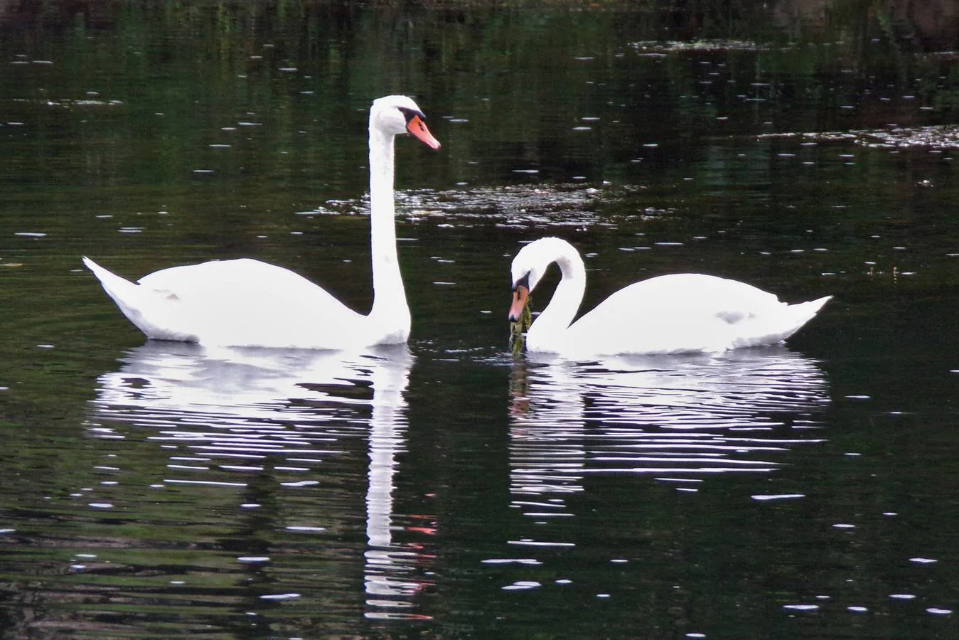 Cisnes.