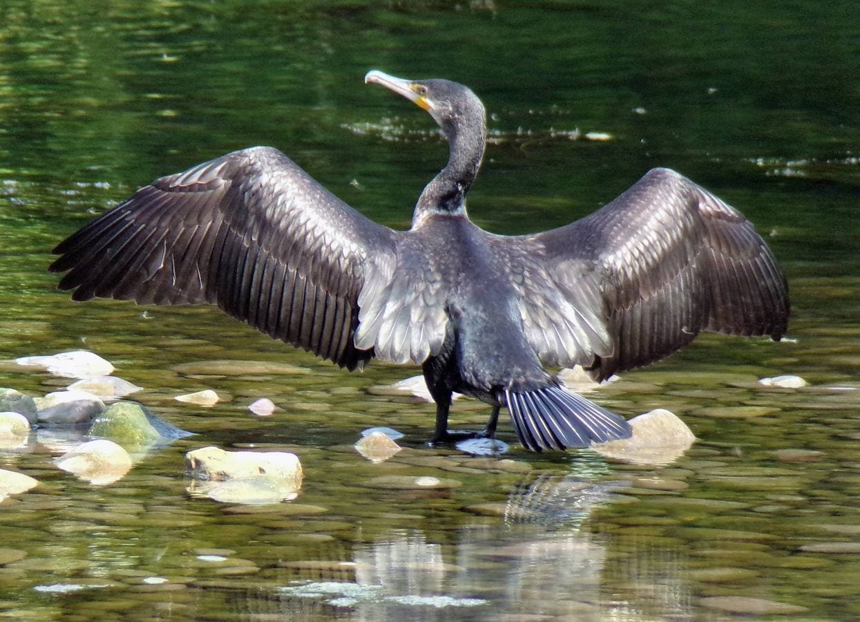 Cormorán grande.