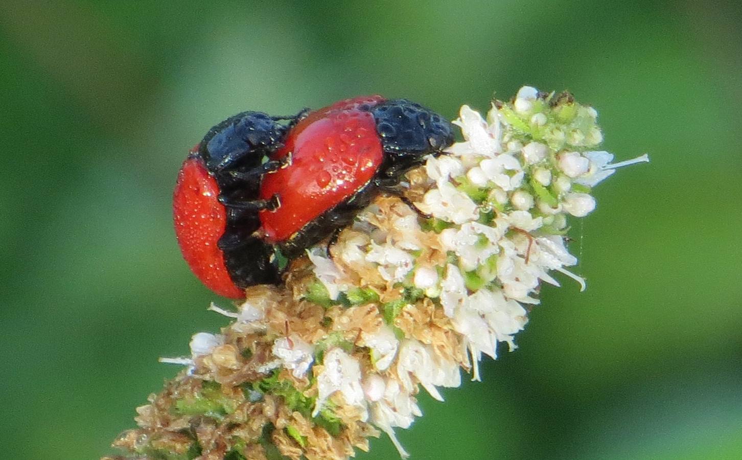 Escarabajo rojo del chopo.