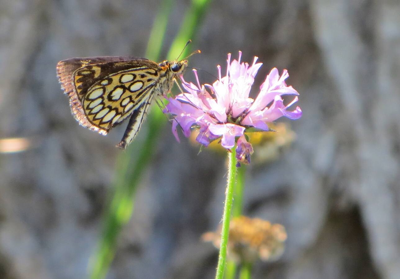 Mariposa 'Espejitos'.