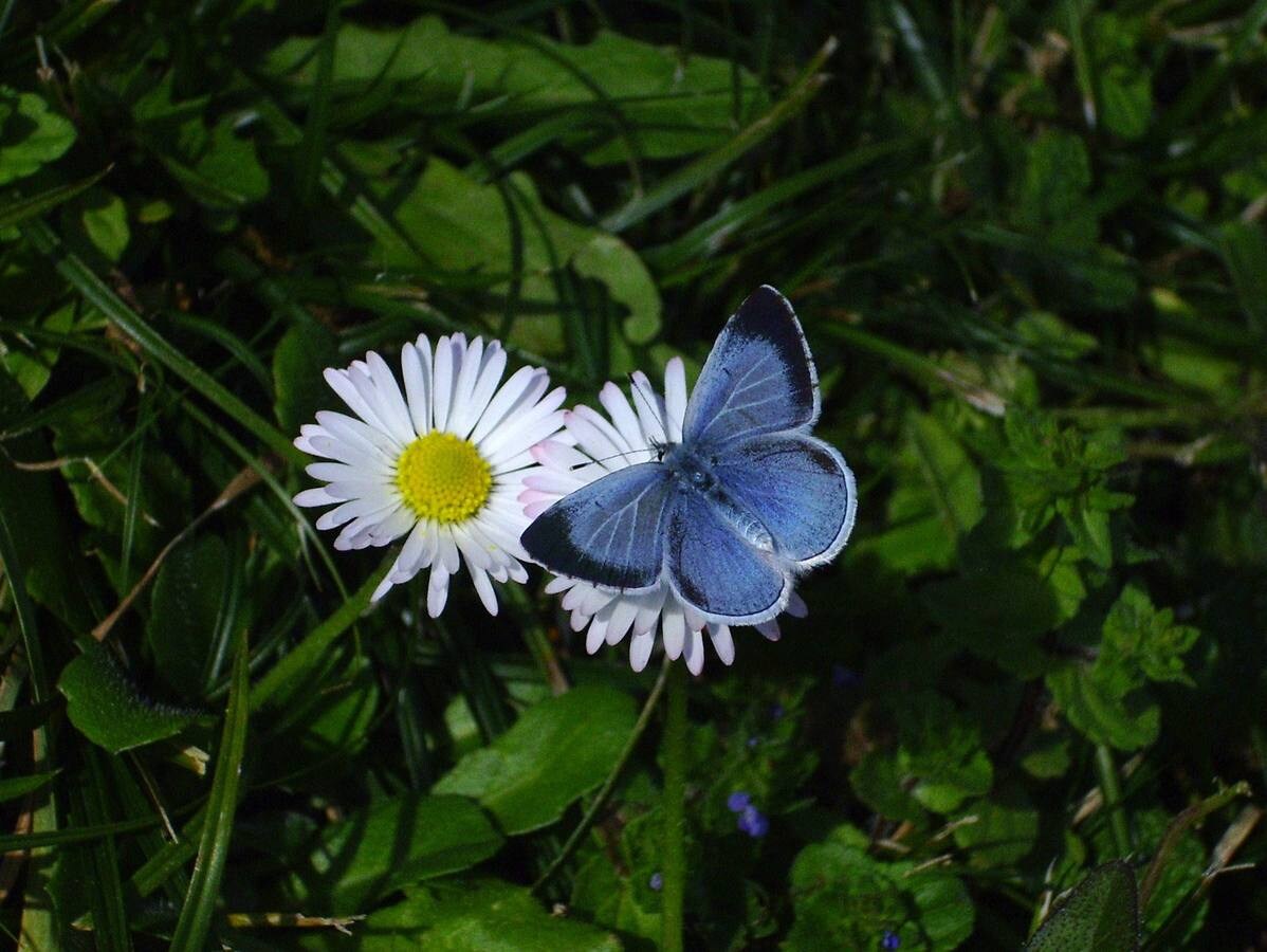 Mariposa 'Nayade'