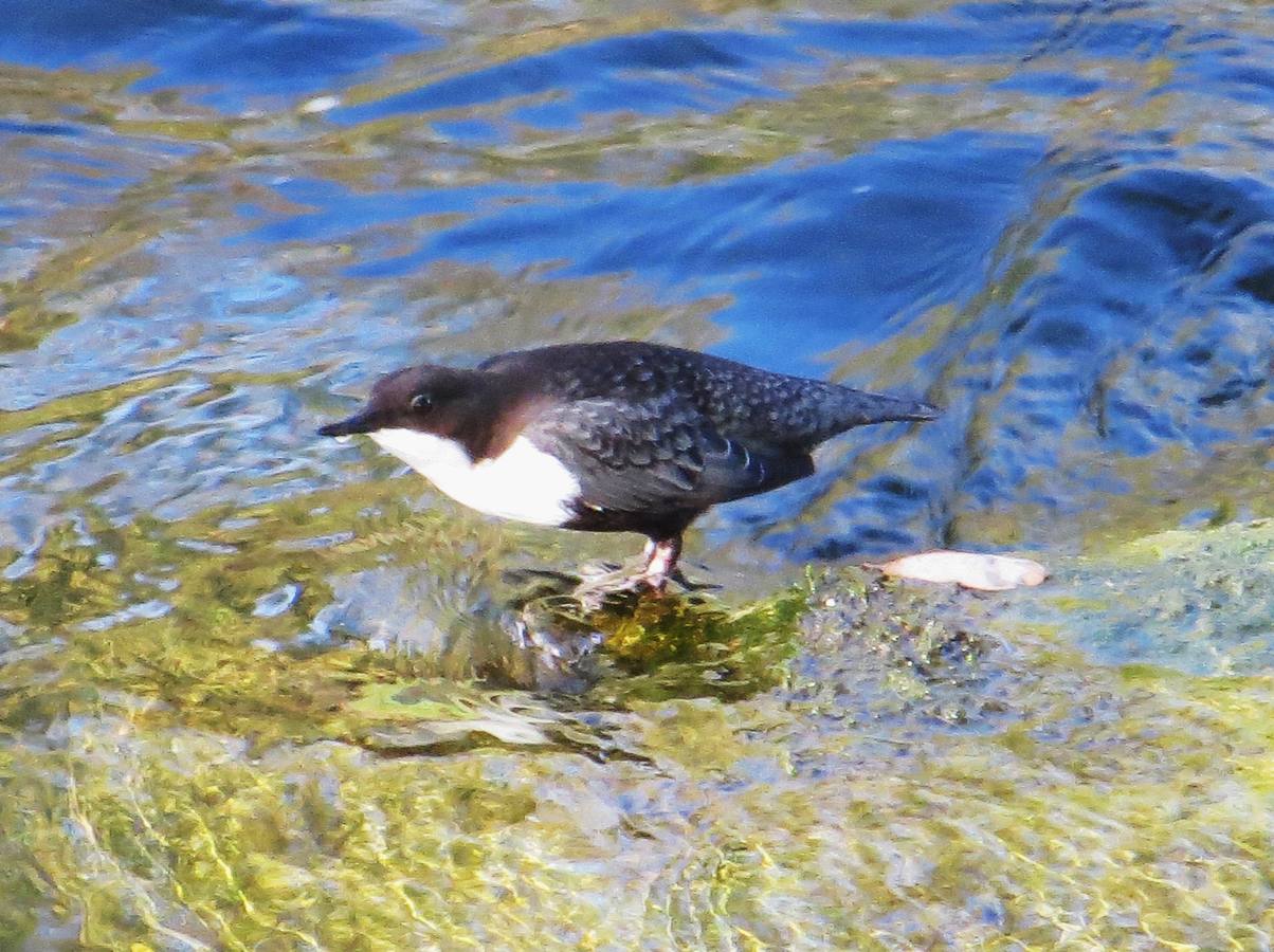 Mirlo de agua.