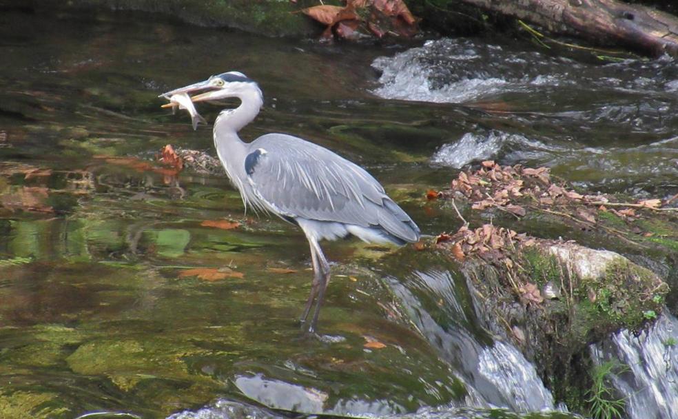 Una garza real en el río Besaya.