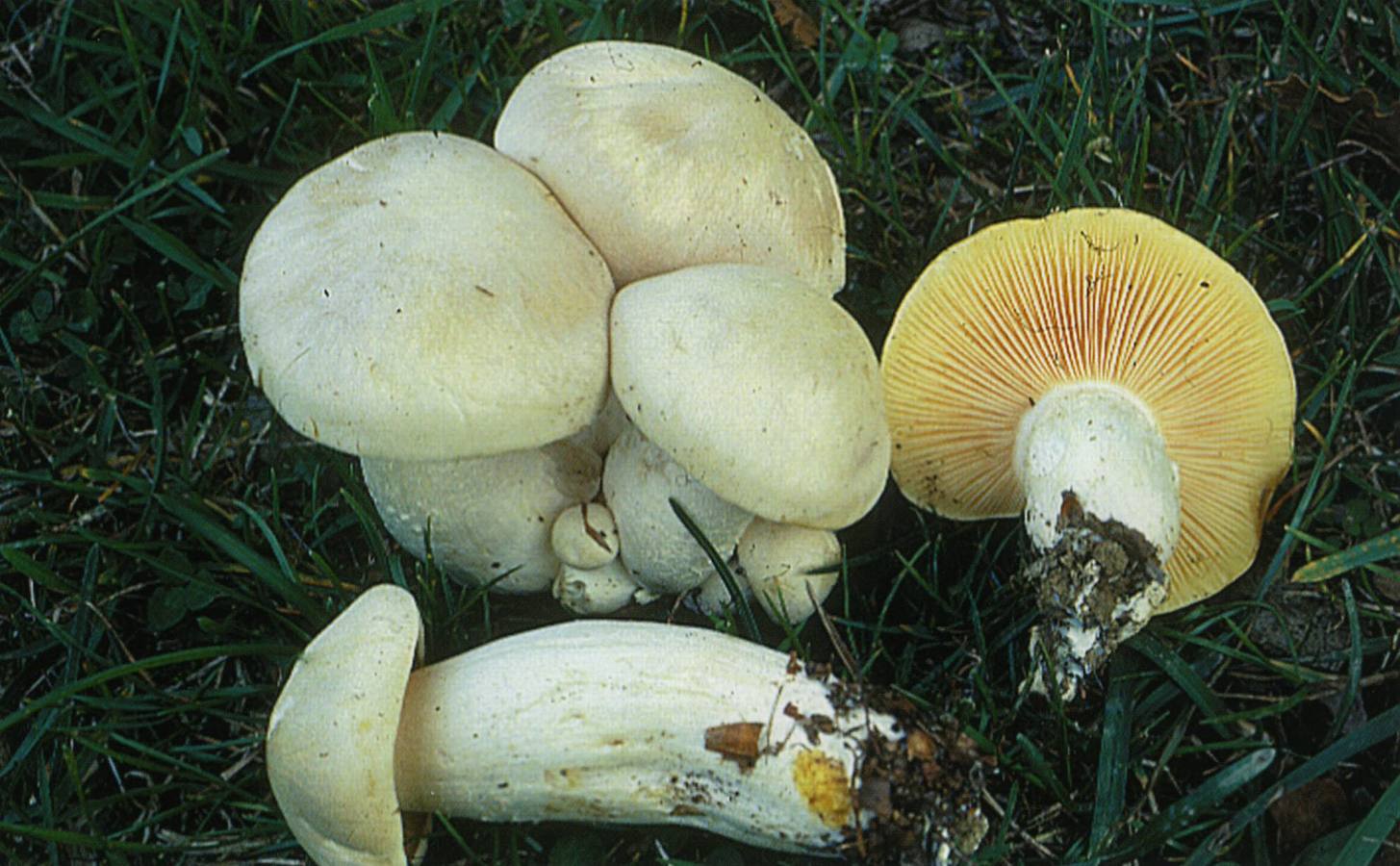 ‘Entoloma lividum’: También conocida como seta pérfida o engañosa. Físicamente se parece a la seta de primavera o perrechico (‘Calocybe gambosa’). Provoca trastornos gastrointestinales que se pueden prolongar dos semanas. Se distingue de la comestible en que sus láminas se vuelven rosadas al madurar y en que la venenosa crece principalmente en otoño y la comestible en primavera.