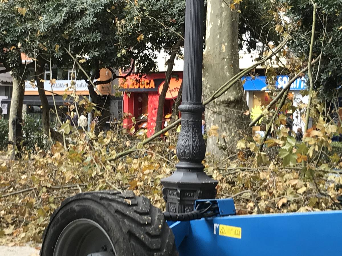 Continúan los trabajos de la poda de otoño iniciados hace tres semanas en la Alameda Primera y Segunda de Santander, una labor que emplea a 20 operarios con plataforma elevadora para llegar a las copas de los grandes plátanos que hay en la zona