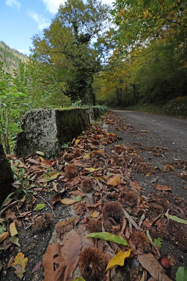 El otoño ya se deja sentir en los paisajes cántabros, que lucen transformados por esta época del año. Parajes como la Reserva del Saja, el Monte Corona, Los Tojos o Cabezón de la Sal lucen ya con los colores del otoño.