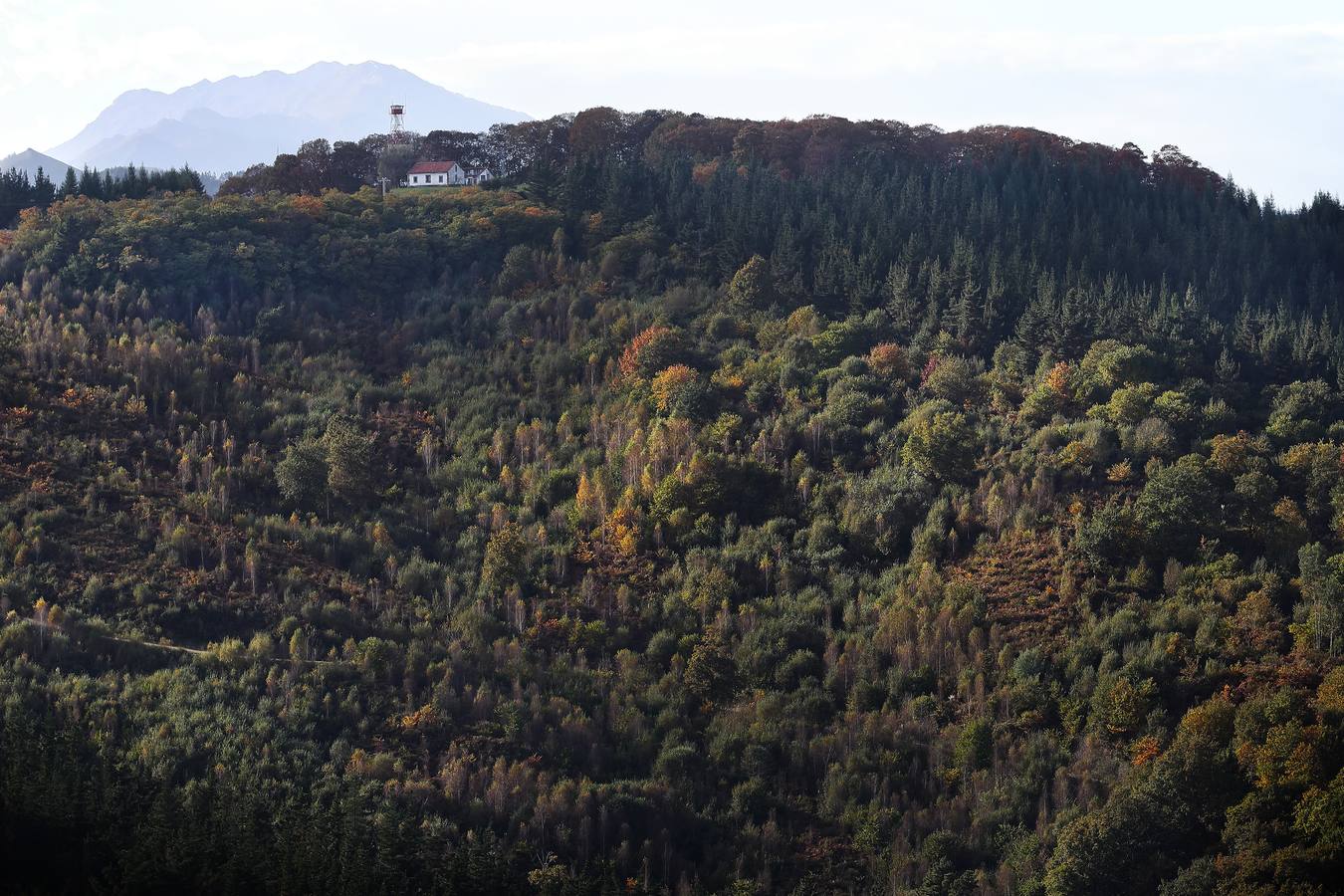 El otoño ya se deja sentir en los paisajes cántabros, que lucen transformados por esta época del año. Parajes como la Reserva del Saja, el Monte Corona, Los Tojos o Cabezón de la Sal lucen ya con los colores del otoño.