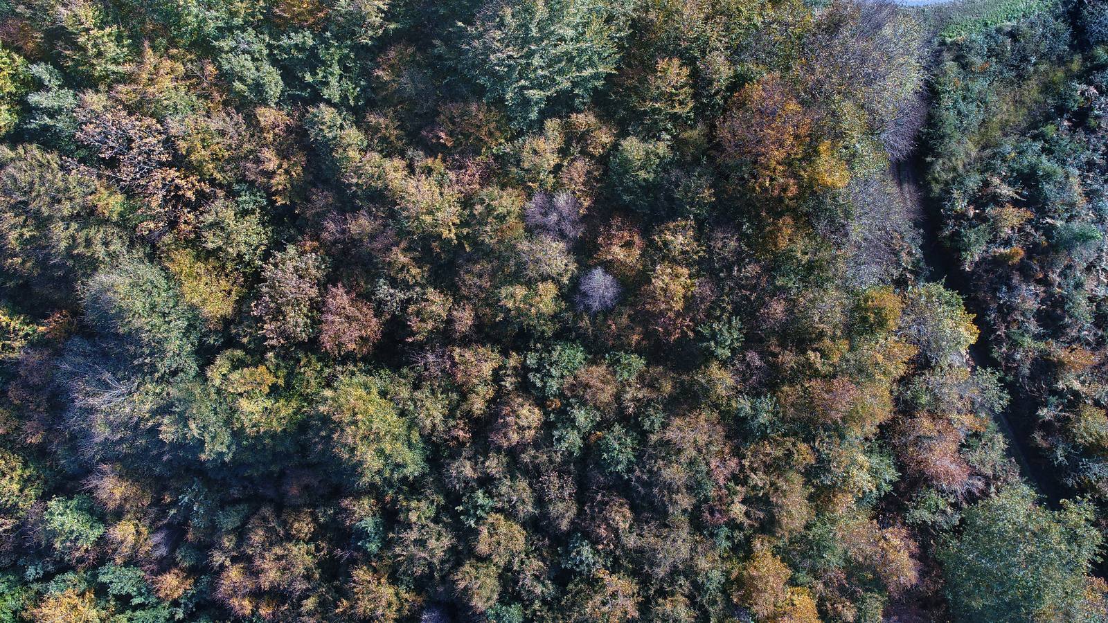 El otoño ya se deja sentir en los paisajes cántabros, que lucen transformados por esta época del año. Parajes como la Reserva del Saja, el Monte Corona, Los Tojos o Cabezón de la Sal lucen ya con los colores del otoño.