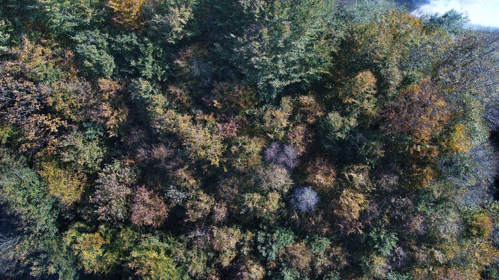 El otoño ya se deja sentir en los paisajes cántabros, que lucen transformados por esta época del año. Parajes como la Reserva del Saja, el Monte Corona, Los Tojos o Cabezón de la Sal lucen ya con los colores del otoño.