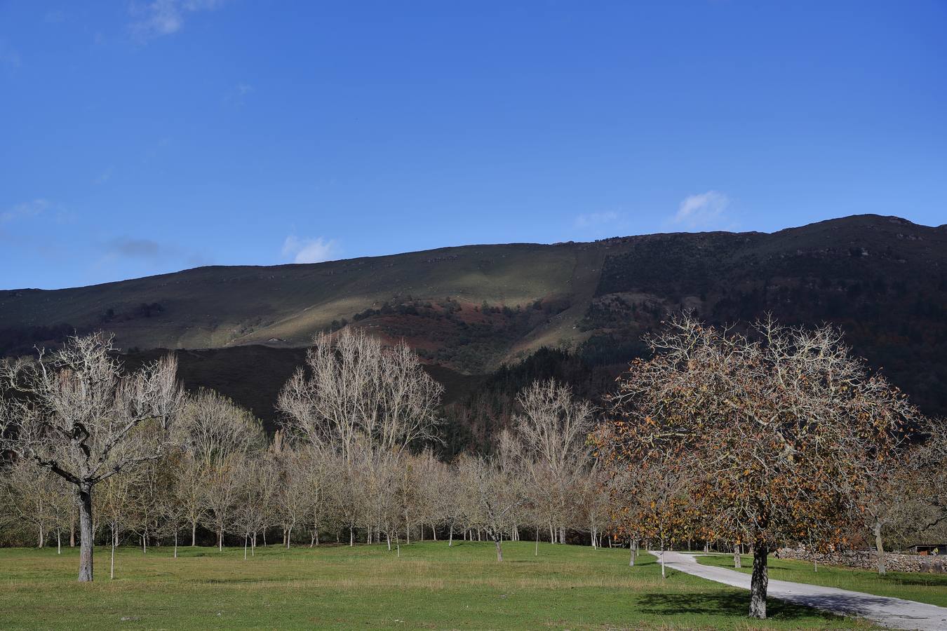 El otoño ya se deja sentir en los paisajes cántabros, que lucen transformados por esta época del año. Parajes como la Reserva del Saja, el Monte Corona, Los Tojos o Cabezón de la Sal lucen ya con los colores del otoño.