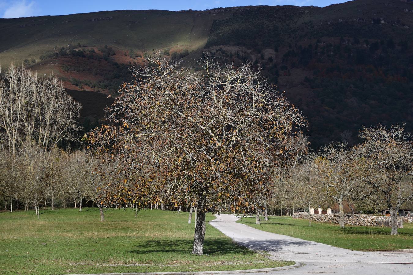 El otoño ya se deja sentir en los paisajes cántabros, que lucen transformados por esta época del año. Parajes como la Reserva del Saja, el Monte Corona, Los Tojos o Cabezón de la Sal lucen ya con los colores del otoño.