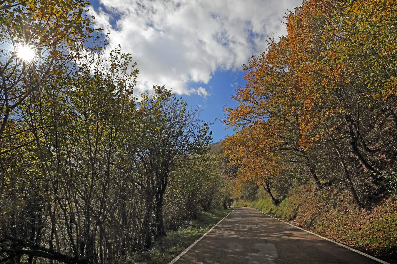 El otoño ya se deja sentir en los paisajes cántabros, que lucen transformados por esta época del año. Parajes como la Reserva del Saja, el Monte Corona, Los Tojos o Cabezón de la Sal lucen ya con los colores del otoño.