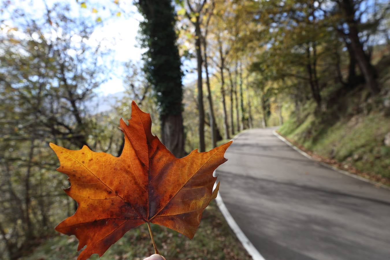 El otoño ya se deja sentir en los paisajes cántabros, que lucen transformados por esta época del año. Parajes como la Reserva del Saja, el Monte Corona, Los Tojos o Cabezón de la Sal lucen ya con los colores del otoño.