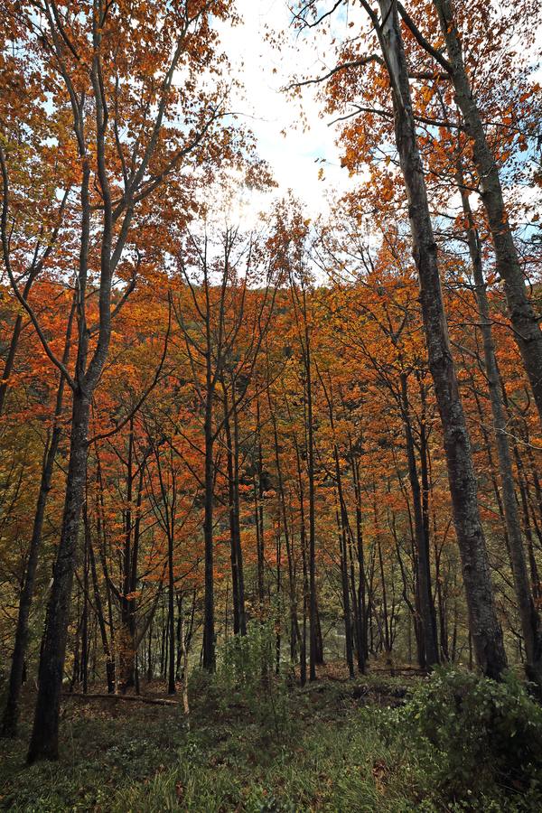 El otoño ya se deja sentir en los paisajes cántabros, que lucen transformados por esta época del año. Parajes como la Reserva del Saja, el Monte Corona, Los Tojos o Cabezón de la Sal lucen ya con los colores del otoño.