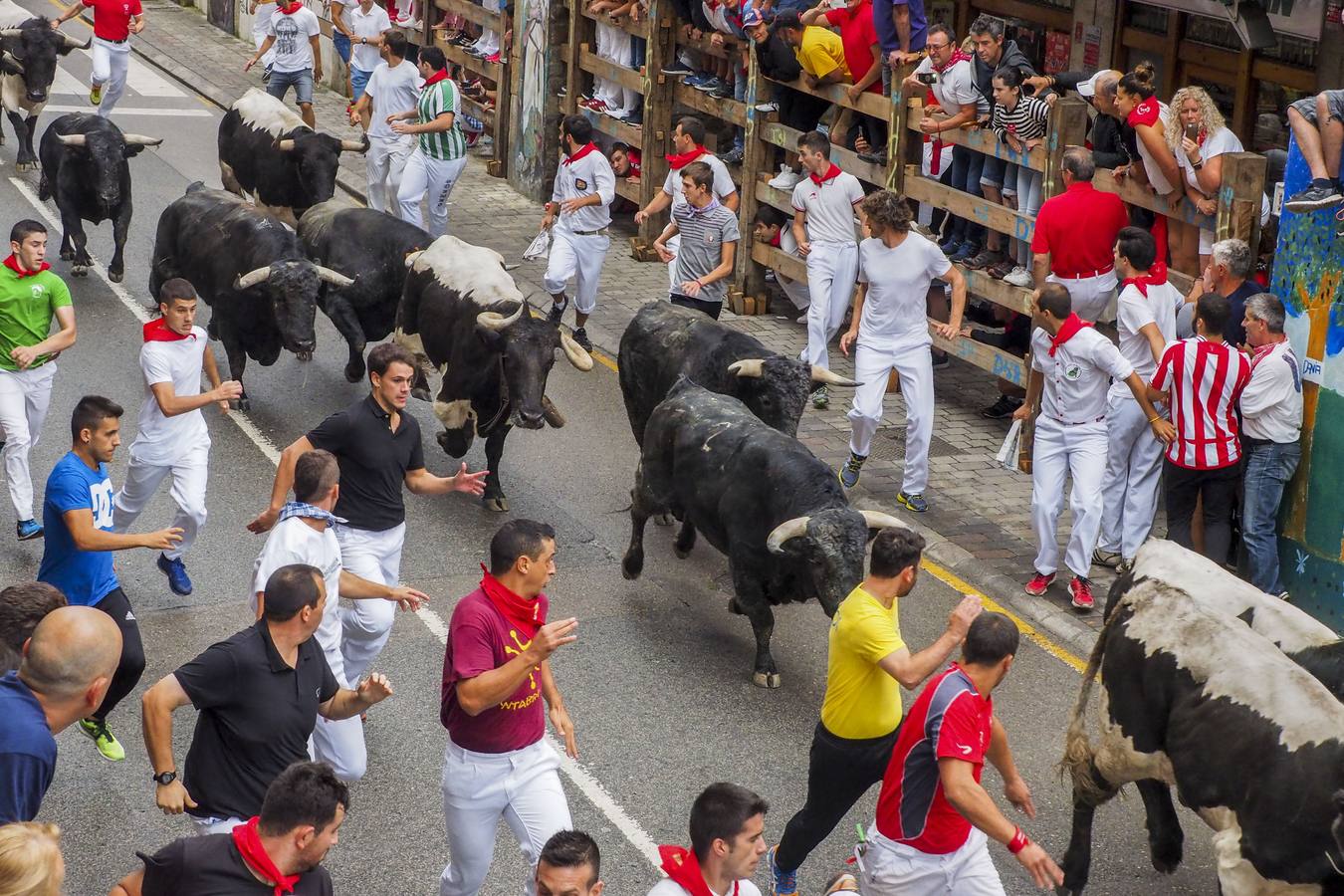 Imagen de uno de los encierros celebrados este año en Ampuero. 