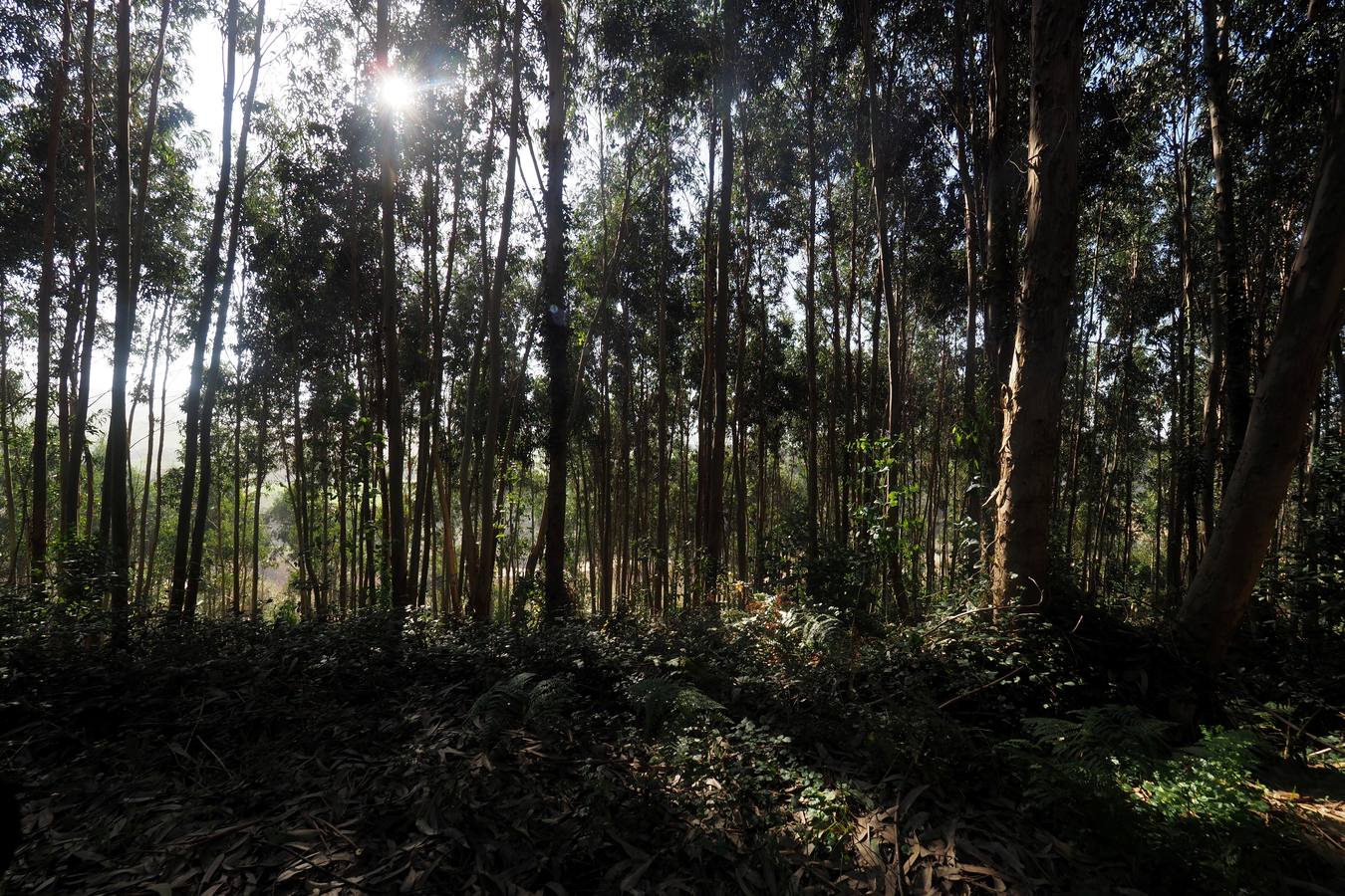 El municipio cántabro cuenta con paisajes y escenarios de ensueño, muchos de ellos poco conocidos. Estos son algunos de los más destacados.