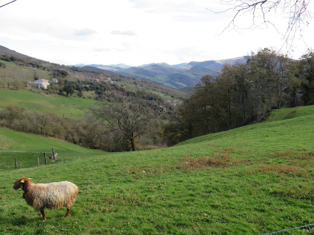 El Grupo de Montaña Cacicedo nos lleva por El laberinto del Asón, una ruta de 13 kilómetros en la que disfrutar. La ruta comenzó a las 10.00 de la mañana en el Collado y acabó a las 15.00 horas en la Gándara. Se llama El Laberinto del Asón porque bajas entre montañas y es tal cual un laberinto. Es un poco escarpado y hay que agarrarse para bajar. En cinco horas se puede hacer esta ruta..