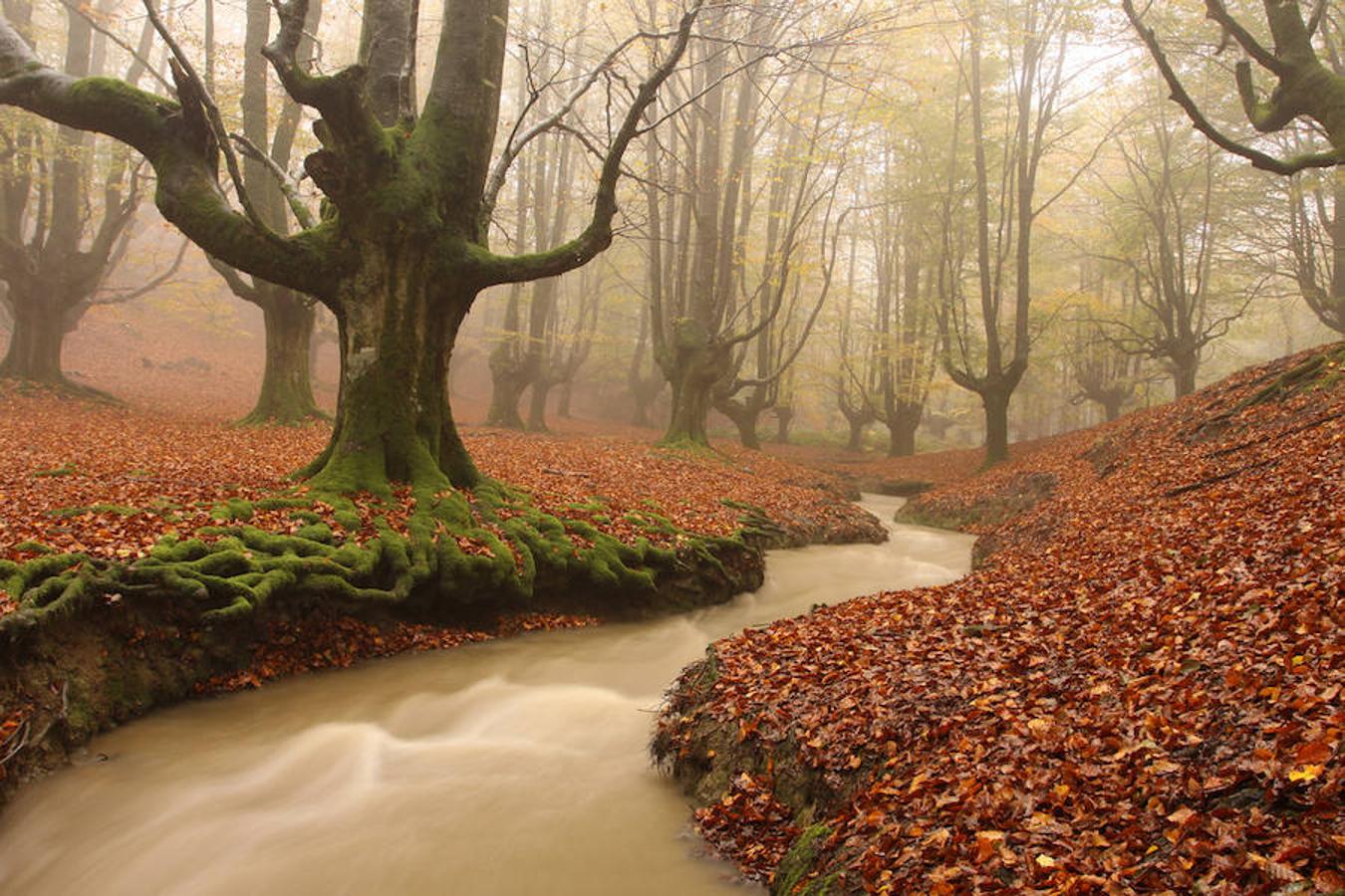 Bosque de Hayedo (País Vasco) | Se dice de él que está encantado y, a simple vista, ni el más escéptico se atrevería a negarlo. Basta con una fugaz mirada para darse cuenta que algo sucede en él: sus árboles poseen una forma extraña, con las ramas creciendo en dirección al cielo. El verde intenso es el protagonista del lugar, para algunos todavía más espectacular con los colores del otoño. 