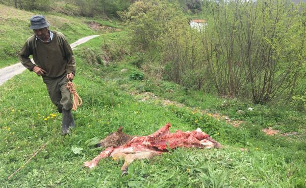 Potro devorado por los lobos en Sarceda la pasada primavera.