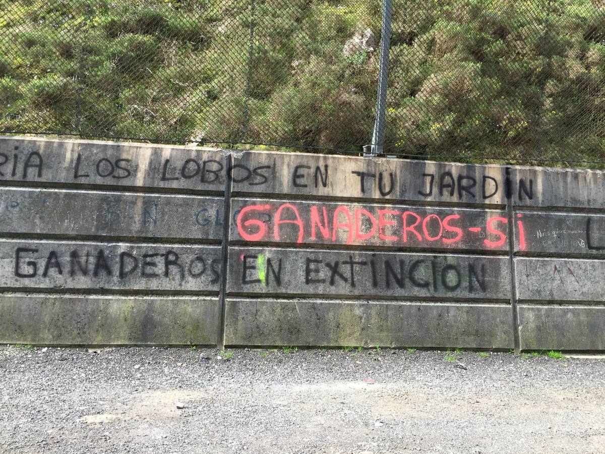 Medio Rural defiende la «absoluta legalidad» de las batidas de lobos en Picos de Europa