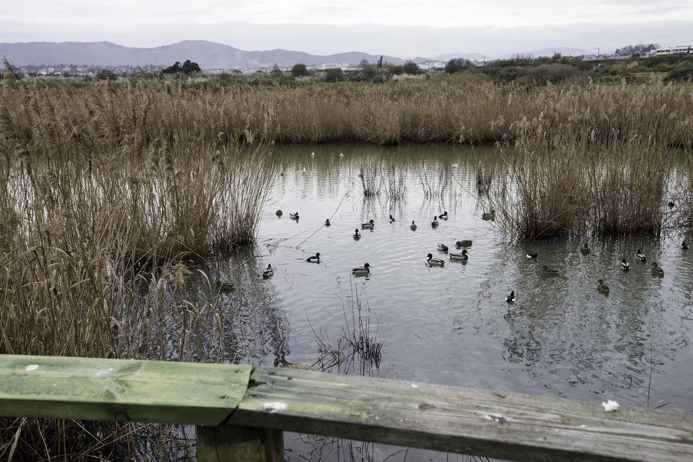 Fotos: Denuncian vertidos incontrolados en la Ría de Raos