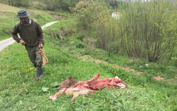 Uno de los últimos ataques de lobo en el pueblo de Tudanca. 