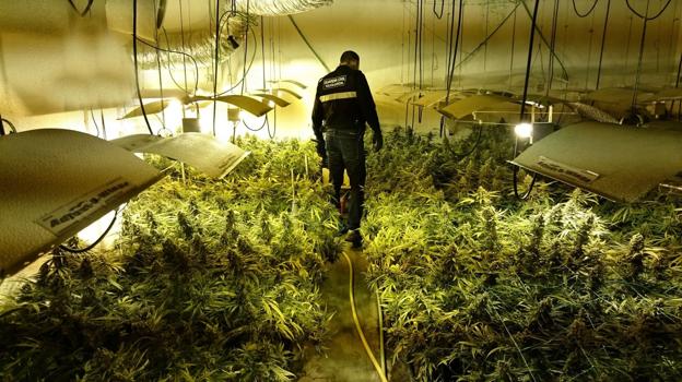  Un agente de la Guardia Civil de Cantabria revisa una de las plantaciones de marihuana detectadas este año en la comunidad autónoma. 