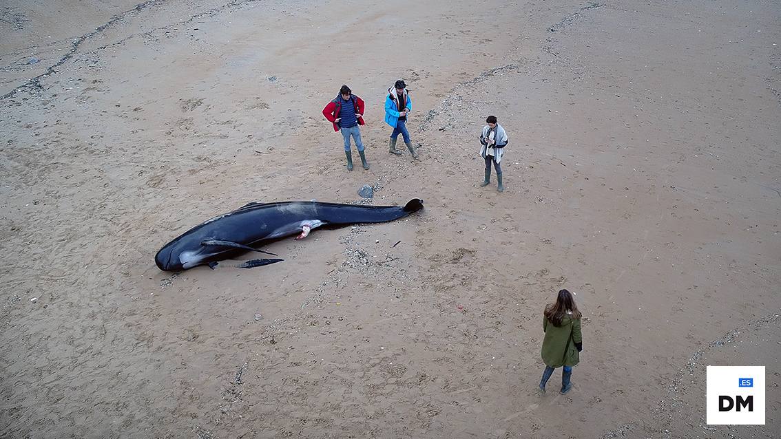 Cachalote en la playa de Liencres