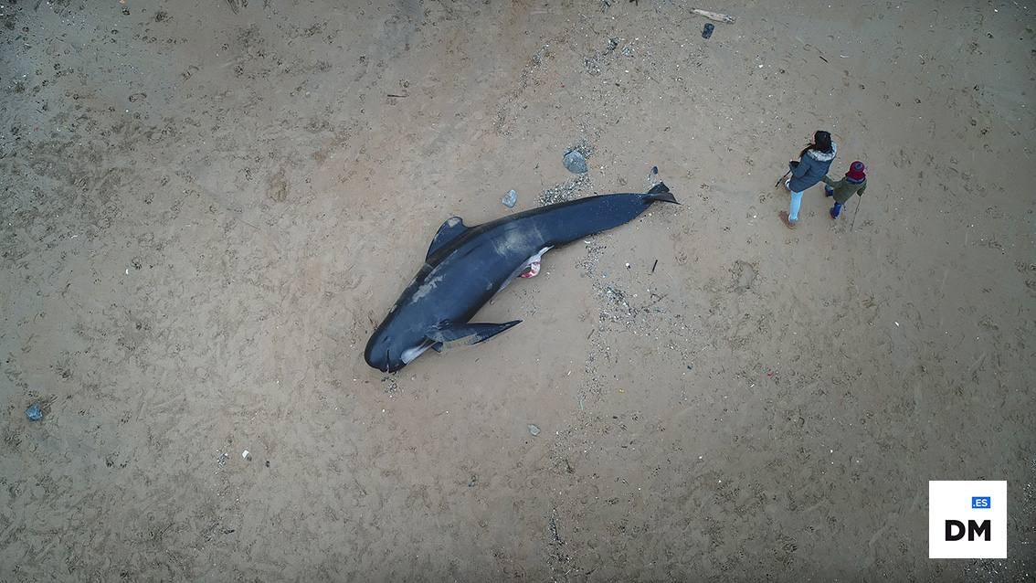 Cachalote en la playa de Liencres