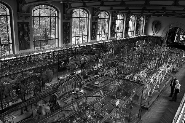 Galería de Paleontología y Anatomía Comparada de París.
