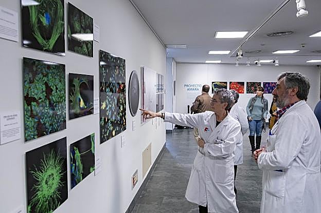 La exposición 'Vida a través del microscopio', con fotografías científicas del Idival, está instalada en el edificio 2 de Noviembre.