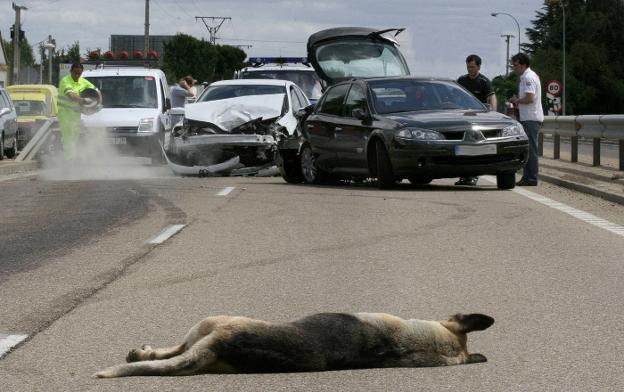 Un perro yace en la calzada después de ser atropellado. El suceso provocó que varios vehículos chocasen en cadena.