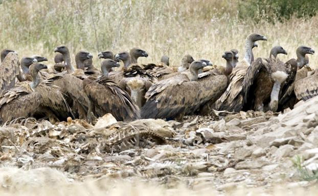 Una bandada de buitres acaba con los restos de reses muertas en un muladar. :: j. diges