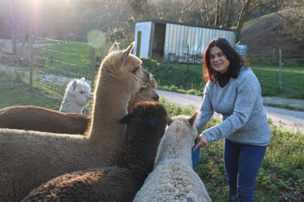 Las alpacas son una especies que se adapta con facilidad al entorno y no necesita de estabulación. 