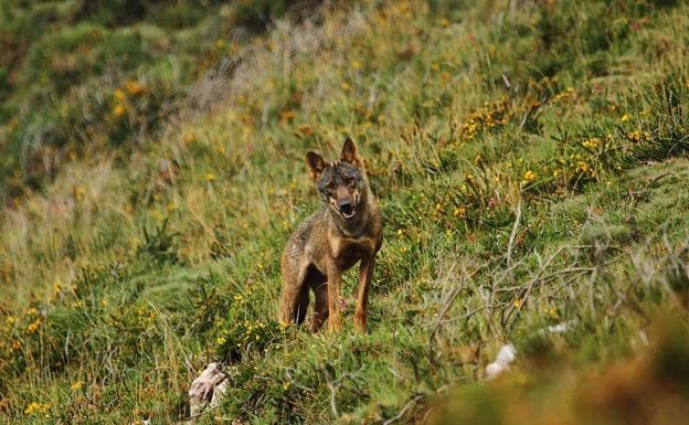 Imagen de un lobo en la reserva del Saja.