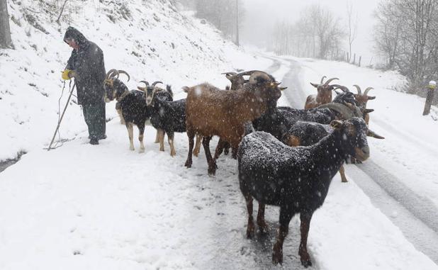 Un cabrero y su rebaño de cabras en el puerto de Lunada durante una nevada