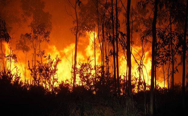 El fuego ha calcinado monte y bosque este año en Cantabria. 