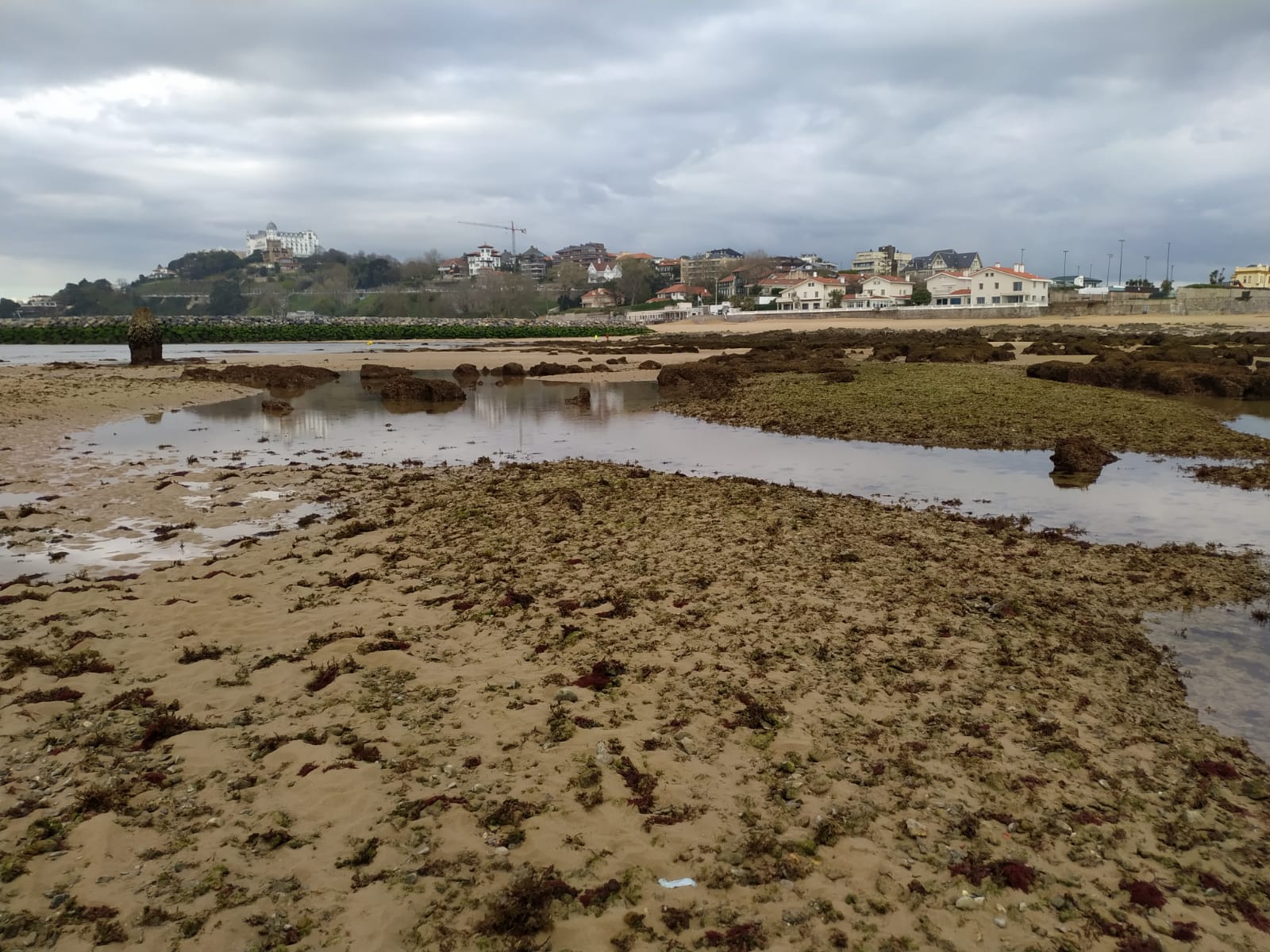 La potente bajamar ha permitido el paso a pié desde la playa de La Magdalena hasta la isla de la Torre en Santander.